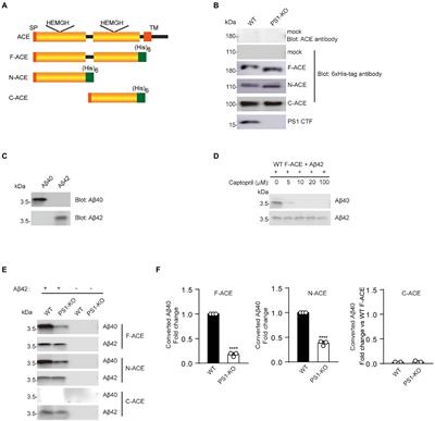 Presenilin 1 deficiency impairs Aβ42-to-Aβ40- and angiotensin-converting activities of ACE